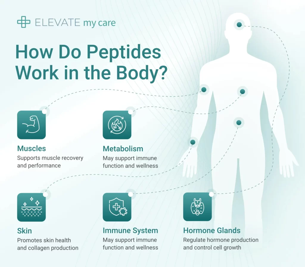 how do peptides work inforgraphic